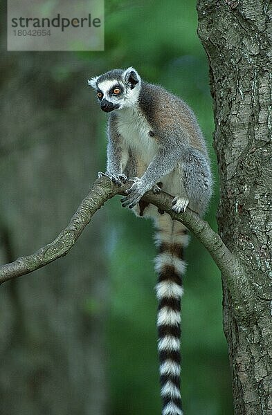 Ring-tailed Lemur  Katta (Lemur catta) (Afrika) (Madagaskar) (Madagascar) (animals) (Säugetiere) (mammals) (Halbaffen) (Primaten) (lemurs) (primates) (außen) (outdoor) (Baum) (tree) (schwarz-weiß) (black & white) (sitzen) (sitting) (vertical)