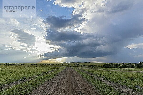 Straße in Savannenlandschaft  Masai Mara National Reserve  Kenia  Afrika