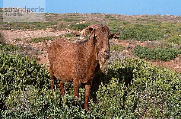 Wild Domestic Goat  Cap de Cavalleria  Menorca  Balearic Islands  Spain  Verwilderte Hausziege am Cap de Cavalleria  Balearen  Spanien  Ziege  Ziegen  Europa