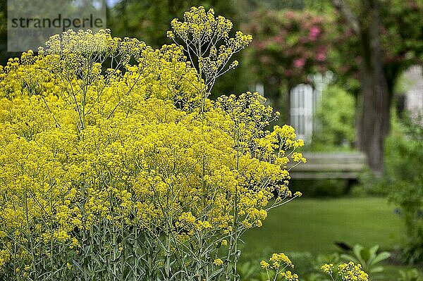 Färberwaid (Isatis tinctoria)  Färber-Waid  Deutscher Indigo  Kreuzblütler  Dyer's woad  glastum in flower garden