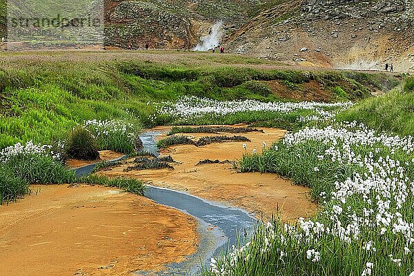 Wollgras (Eriophorum) im Geothermalgebiet  mineralische Ablagerungen  Schutzgebiet Reykjanesfolkvangur  Island  Europa