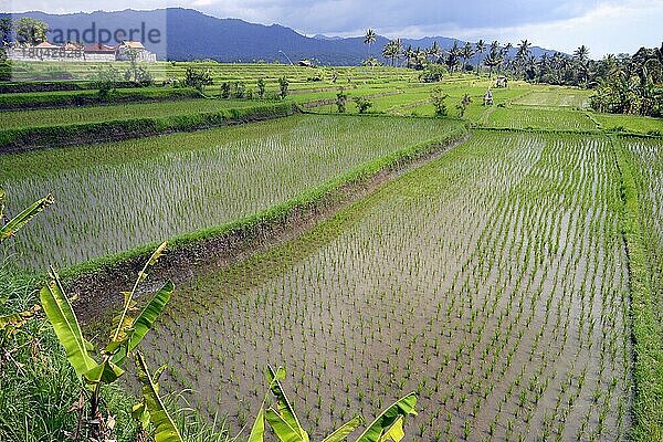 Reisfelder und Reisterrassen  Munduk  Zentralbali  Bali  Indonesien  Asien