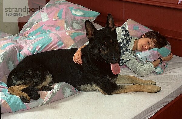 Deutscher Schäferhund  im Bett mit Frau  Elsässisch