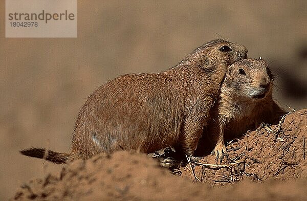 Black-tailed Prairie Dogs  Schwarzschwanz-Präriehunde (Cynomys ludovicianus)  Schwarzschwanz-Präriehund