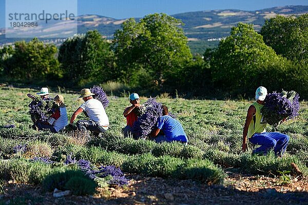 Lavendelernte  Lavendelfeld  Provence (Lavendula)  Frankreich  Europa