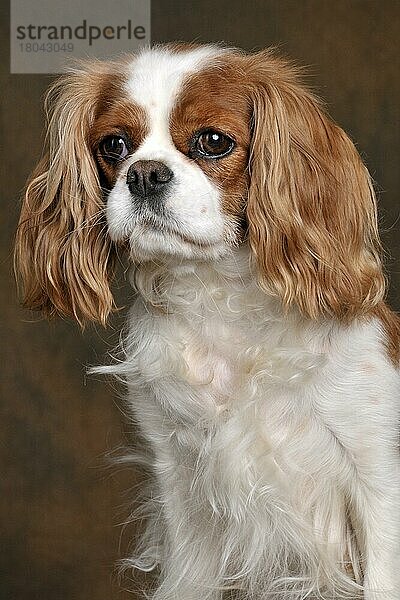 Kavalier King Charles Spaniel  Hündin  blenheim  erwachsen