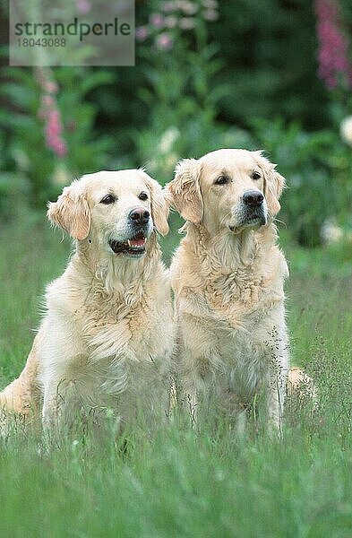 Golden Retriever  pair  Paar (Saeugetiere) (mammals) (animals) (Haushund) (domestic dog) (Haustier) (Heimtier) (pet) (außen) (outdoor) (Wiese) (meadow) (frontal) (head-on) (von vorne) (freundlich) (friendly) (sitzen) (sitting) (adult) (zwei) (two)