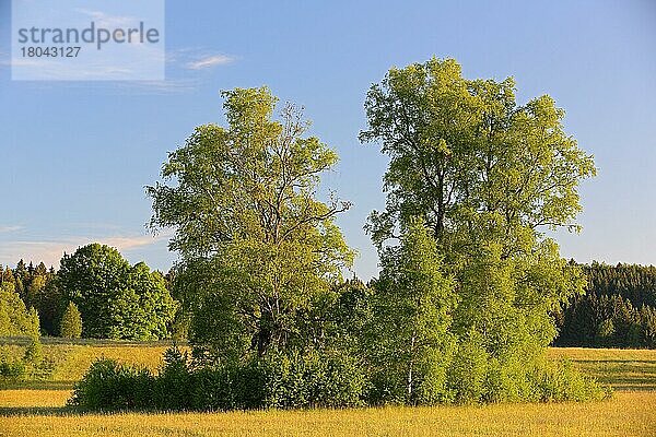 Irndorfer Hardt  Heuberg  Naturpark Obere Donau  Baden-Württemberg  Deutschland  Europa