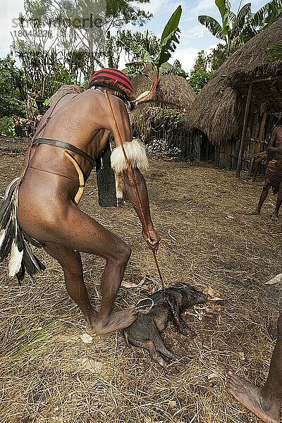 Dani-Mann schlachtet Schwein  für Schweinefest  Baliem-Tal  West-Papua  Dani  Dani-Stamm  Indonesien  Asien