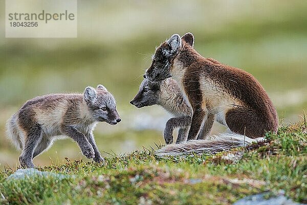 Polarfuchs (Vulpes lagopus)  Weibchen und Jungtiere  Finnmark  Norwegen  Europa