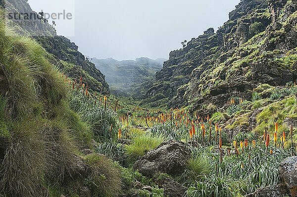 Fackellilie  Simien-Gebirge Nationalpark  Amhara-Region (Kniphofia foliosa)  Äthiopien  Afrika