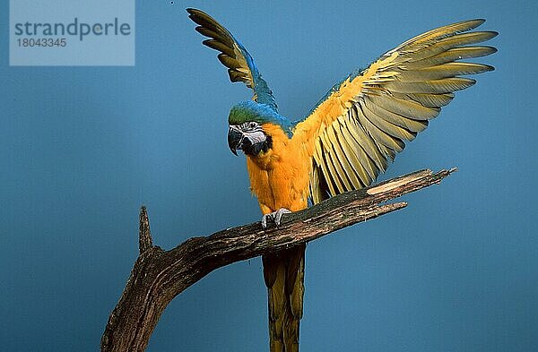 Blue-and-Yellow Macaw  Gelbbrustara (Ara ararauna)  Ararauna (Suedamerika) (south america) (Tiere) (animals) (Vogel) (Vögel) (birds) (Aras) (macaws) (Haustier) (Heimtier) (pet) (Papageien) (parrots) (innen) (Studio) (Ast) (frontal) (head-on) (von vorne) (sitzen) (sitting) (flapping its wings) (Flügel schlagend) (adult) (Querformat) (horizontal)