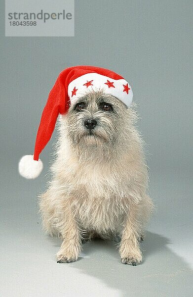 Cairn Terrier mit Weihnachtsmütze