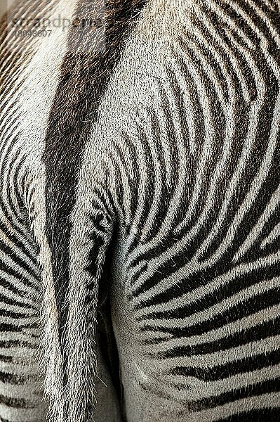 Grevy's Zebra  Nahaufnahme von gestreiftem Rücken Schwanz  Kaiserzebra (Equus grevyi)  heimisch in Kenia und Äthiopien