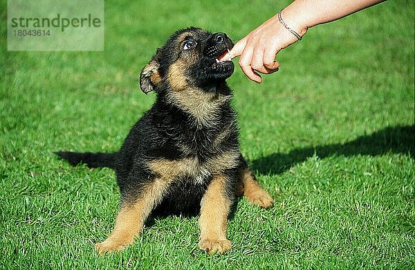 Deutscher Schäferhund  Welpe  8 Wochen alt  German Shepherd  Alsatian  puppy  8 weeks old (Schäferhund) (animals) (Säugetiere) (mammals) (Haushund) (domestic dog) (Haustier) (Heimtier) (pet) (außen) (outdoor) (frontal) (head-on) (von vorne) (Wiese) (meadow) (Hand) (sitzen) (sitting) (kauen) (chewing) (Jungtier) (young) (Mensch & Tier) (human & animal) (Querformat) (horizontal) (Humor) (humour)