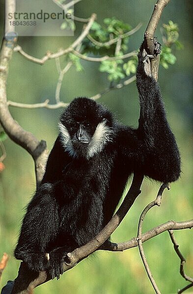 Schopfgibbon  Weißwangengibbon  männlich (Hylobates concolor leucogenys)  White-cheeked Gibbon  male (animals) (Säugetiere) (mammals) (Menschenaffen) (Primaten) (primates) (apes) (Südostasien) (southeast asia) (außen) (outdoor) (Ast) (schwarz-weiß) (black & white) (adult) (frontal) (head-on) (von vorne) (sitzen) (sitting)