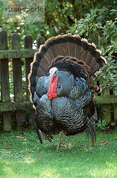 Domestic Turkey  male  courtship display  Haustruthuhn (Meleagris gallopavo)  männlich  balzend (Tiere) (animals) (Vogel) (Haustier) (Nutztier) (farm animal) (domestic) (Hühnervoegel) (gallinaceous birds) (außen) (outdoor) (frontal) (head-on) (von vorne) (Wiese) (meadow) (courting) (adult) (Wettbewerb) (competition)