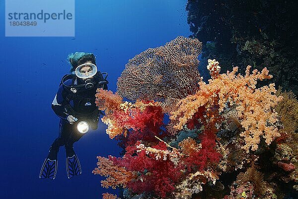 Taucher an Korallenriff-Steilwand betrachtet vielfarbige Klunzingers Weichkoralle (Dendronephthya klunzingeri) und Hornkorallenfächer (Acabaria splendens)  Deadalus Riff  Rotes Meer  Ägypten  Afrika