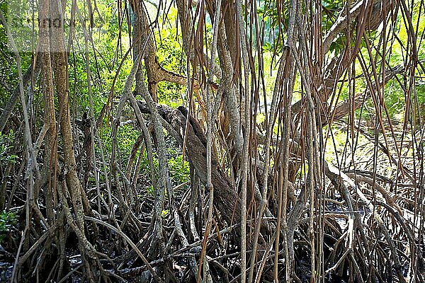 Mangroven im Ding Darling National Wildlife Refuge/ mangrove in Ding Darling National Wildlife Refuge  Florida  USA  Nordamerika
