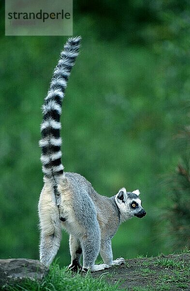 Ring-tailed Lemur  Katta (Lemur catta) (Afrika) (Madagaskar) (Madagascar) (animals) (Säugetiere) (mammals) (Halbaffen) (Primaten) (lemurs) (primates) (außen) (outdoor) (von hinten) (from behind) (stehen) (standing) (schwarz-weiß) (black & white) (vertical)
