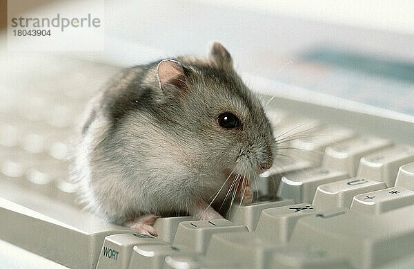 Dwarf Hamster sitting on typewriter  Dsungarischer Zwerghamster (Phodopus sungorus) sitzt auf Schreibmaschinentastatur (animals) (Säugetiere) (mammals) (Nagetiere) (rodents) (Haustier) (Heimtier) (pet) (innen) (seitlich) (side) (sitzen) (sitting) (adult) (Querformat) (horizontal) (Gegenlicht) (back light)
