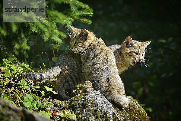 Wildkatze (Felis silvestris)  zwei Jungtiere  captive
