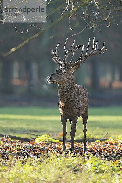 Rothirsch (Cervus elaphus)  Männchen im Sommer