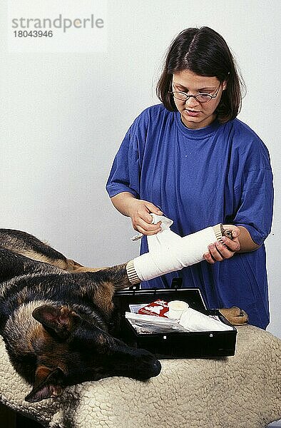 1. Hilfe beim Hund  Pfote wird verbunden  provisiorische Beinschiene wird angelegt  First Aid for dog  paw beeing bandaged (animals) (Säugetiere) (mammals) (Haushund) (domestic dog) (Haustier) (Heimtier) (pet) (innen) (Hand) (liegen) (lie) (lying) (adult) (Mensch & Tier) (human & animal) (Vertrauen) (trust) (confidence)
