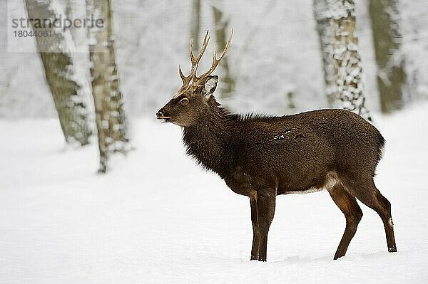 Japanischer Sikahirsch (Cervus nippon nippon)  männlich  im Winter  Japansika  Japan-Sikahirsch