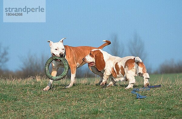 American Staffordshire Terrier und Basset Hound  Pitbull