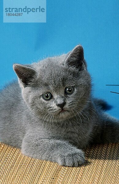 British Shorthair Cat  kitten  blue  Britische Kurzhaarkatze  Kätzchen  blau (Kartäuser) (Säugetiere) (mammals) (animals) (Haustier) (Heimtier) (pet) (Hauskatze) (domestic cat) (Rassekatzen) (Jungtier) (young) (Welpe) (frontal) (head-on) (von vorne) (innen) (Studio) (liegen) (lying) (vertical)