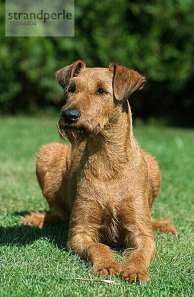 Irish Terrier (Saeugetiere) (mammals) (animals) (Haushund) (domestic dog) (Haustier) (Heimtier) (pet) (außen) (outdoor) (frontal) (head-on) (von vorne) (Wiese) (meadow) (liegen) (lying) (adult)