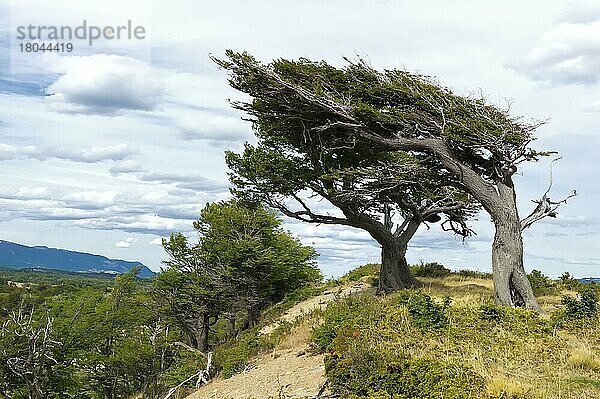 Arboles Banderas  windgeformte Bäume  Feuerland  Patagonien  Argentinien  Wind  windig  Südamerika