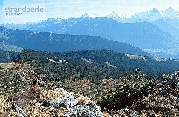 Alpensteinbock (Capra ibex)  Europa  Gebirge  Berge  Säugetiere  Huftiere  Paarhufer  Klauentiere  Wildziegen  außen  draußen  seitlich  liegen  liegend  erwachsen  Querformat  horizontal  Landschaften  männlich  ruhend  Niederhorn  Schweiz  Berner Oberland  Schweiz  Europa