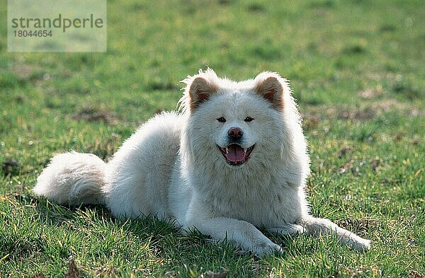 Akita-Inu  langhaarig  Akita Inu  long-haired (animals) (Säugetiere) (mammals) (Haushund) (domestic dog) (Haustier) (Heimtier) (pet) (außen) (outdoor) (Gegenlicht) (back light) (Wiese) (meadow) (weiß) (white) (freundlich) (friendly) (hecheln) (panting) (liegen) (lying) (adult) (Querformat) (horizontal)
