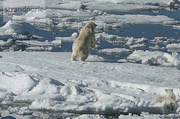 Eisbär  Weibchen und Jungtiere  jagt Ringelrobbe (Phoca hispida)  Spitzbergen  Svalbard-Inselgruppe  Barentsee  Polarbär (Thalassarctos maritimus) Eisscholle  Norwegen  Europa