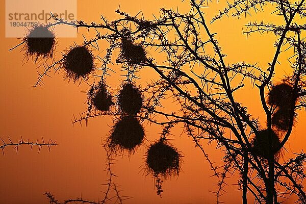 Vogelnester  Ethosha Nationalpark  Nest  Namibia  Afrika