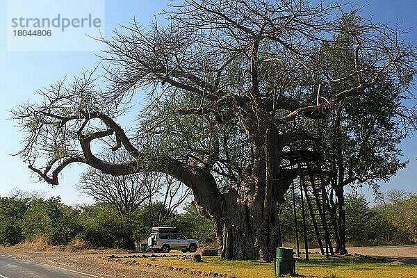Outlook-Tree  Aussichts-Baum  Baobabnischer (Adansonia digitata) Affenbrotbaum  Viktoriafälle  Livingstone  Sambia  Afrika