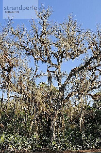 Baum mit Louisiana-Moos und Sägepalmen (Serenoa repens)  Myakka River State Park  Florida  Spanisches (Tillandsia usneoides) Moos  Sägepalme  USA  Nordamerika