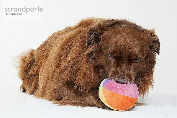 Australian Shepherd  männlich  rot solid  erwachsen