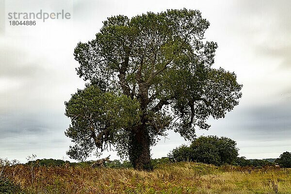 Einheimische reife Saarbaum (Populus nigra)  alleinstehend an einer Feldgrenze  Butley  Suffolk  England  UK