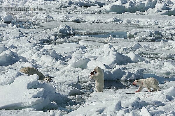 Eisbär  Weibchen und Jungtiere  mit Kadaver von erbeuteter Ringelrobbe (Phoca hispida)  Spitzbergen  Svalbard-Inselgruppe  Barentsee  Polarbär (Thalassarctos maritimus) Eisscholle  Norwegen  Europa