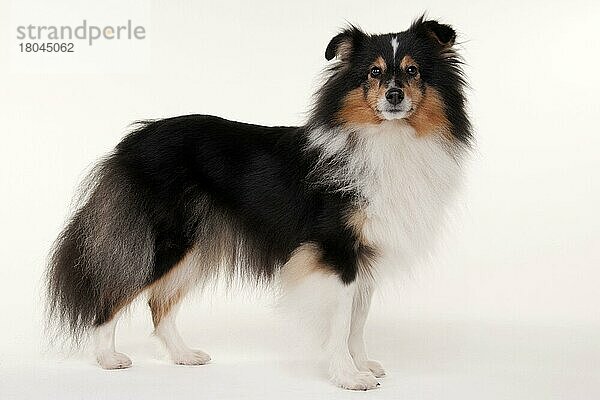 Shetland Sheepdog  Hündin  erwachsen  tricolour  Sheltie  5 Jahre