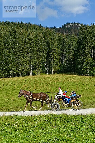 Pferdekutsche  Dolina Koscieliska  Hohe Tatra  Polen  Europa