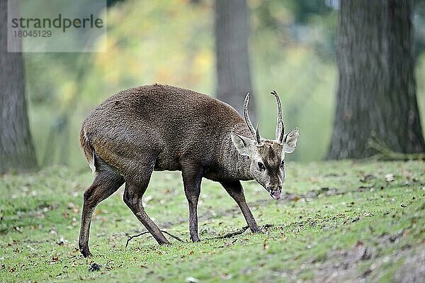 Schweinshirsch (Axis porcinus)  männlich