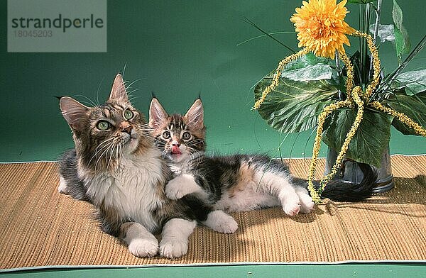 Maine Coon Katze mit Kätzchen