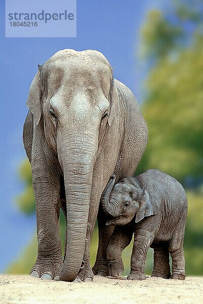 Asiatischer Elefant (Elephas maximus) mit Jungtier