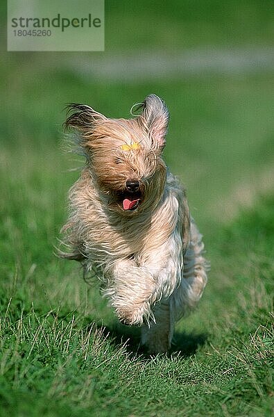 Mixed Breed Dog  Mischlingshund (Saeugetiere) (mammals) (animals) (Haushund) (domestic dog) (Haustier) (Heimtier) (pet) (außen) (outdoor) (frontal) (head-on) (von vorne) (Wiese) (meadow) (adult) (Bewegung) (motion) (laufen) (rennen) (running) (langhaarig) (long-haired)