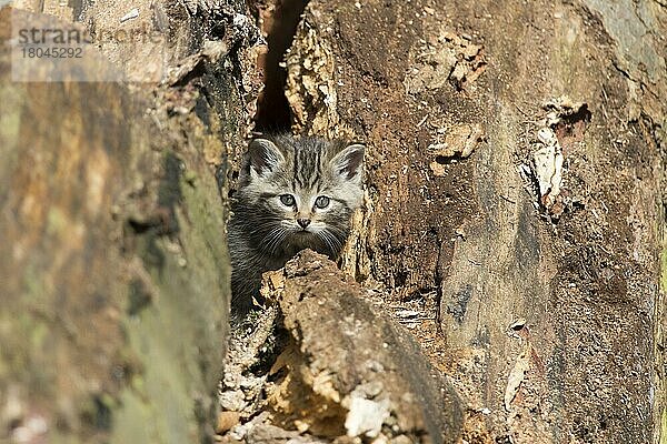 Europäische Wildkatze (Felis silvestris)  Jungtier  Nationalpark Bayerischer Wald  Bayern  captive  Deutschland  Europa