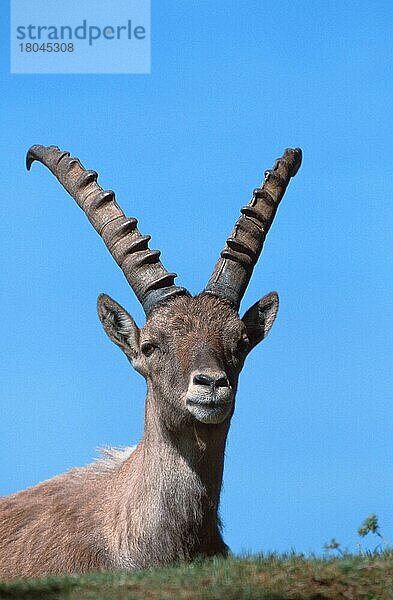 Alpensteinbock (Capra ibex)  männlich  ruhend (Saeugetiere) (Säugetiere) (Huftiere) (Paarhufer) (Klauentiere) (Wildziegen) (wild goats) (Alpen) (alps) (Europa) (Gebirge) (mountains) (außen) (outdoor) (Porträt) (portrait) (adult) (Entspannung) (relaxing) (liegen) (lie) (lying)